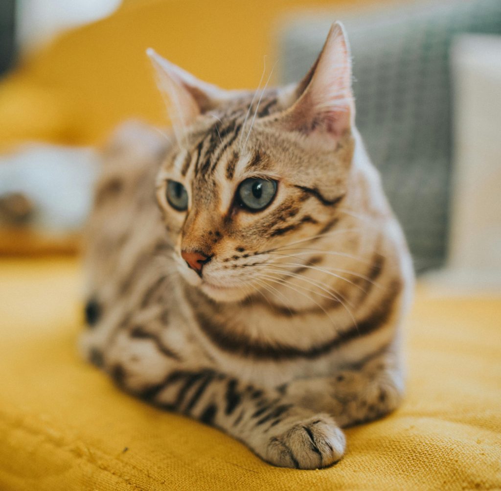 Vets are warning pet owners after research found a quarter admit giving animals human medicines like paracetamol, with nearly a third doing so after following AI advice online.