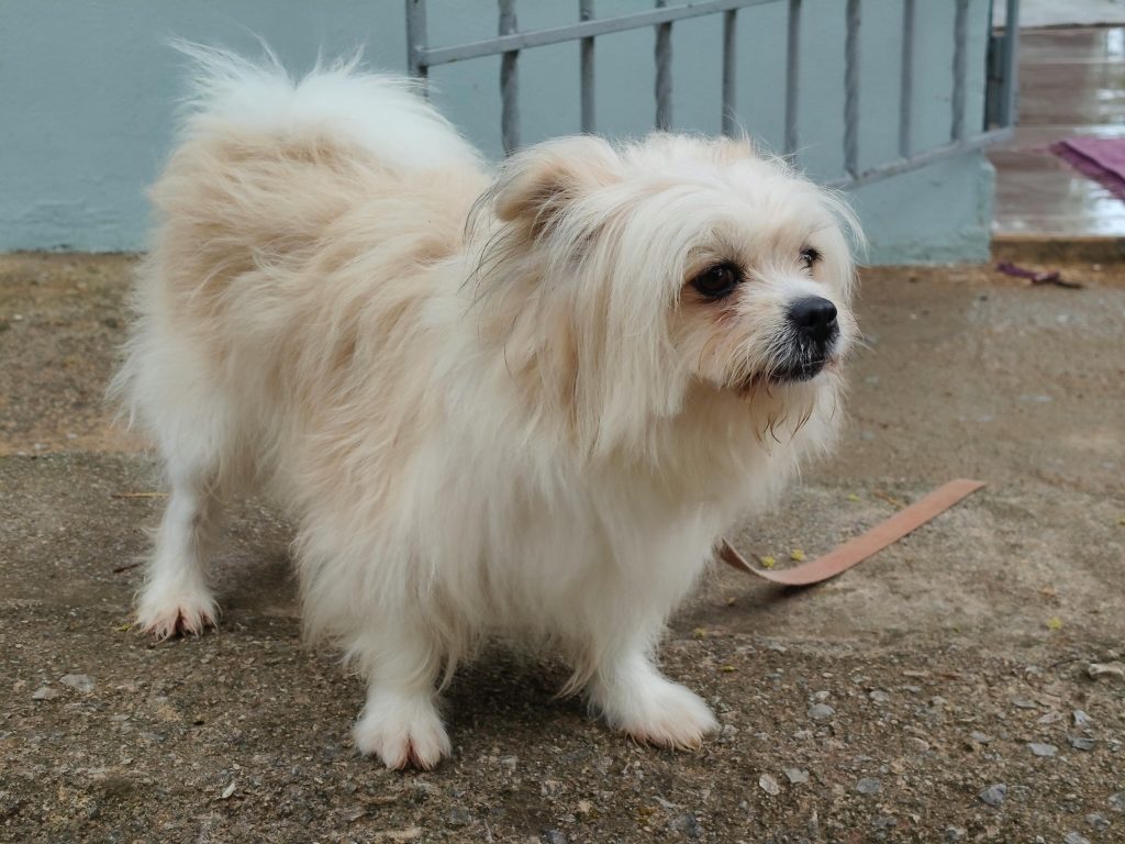 Vets are warning pet owners after research found a quarter admit giving animals human medicines like paracetamol, with nearly a third doing so after following AI advice online.