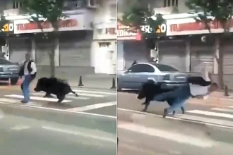 A wild boar sent three people to hospital after charging through the streets of Batman in Turkey, with terrifying footage showing it ploughing into a pedestrian at a crossing.