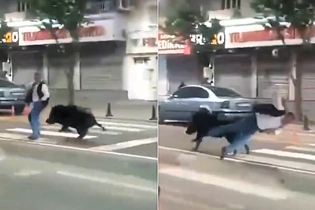 A wild boar sent three people to hospital after charging through the streets of Batman in Turkey, with terrifying footage showing it ploughing into a pedestrian at a crossing.