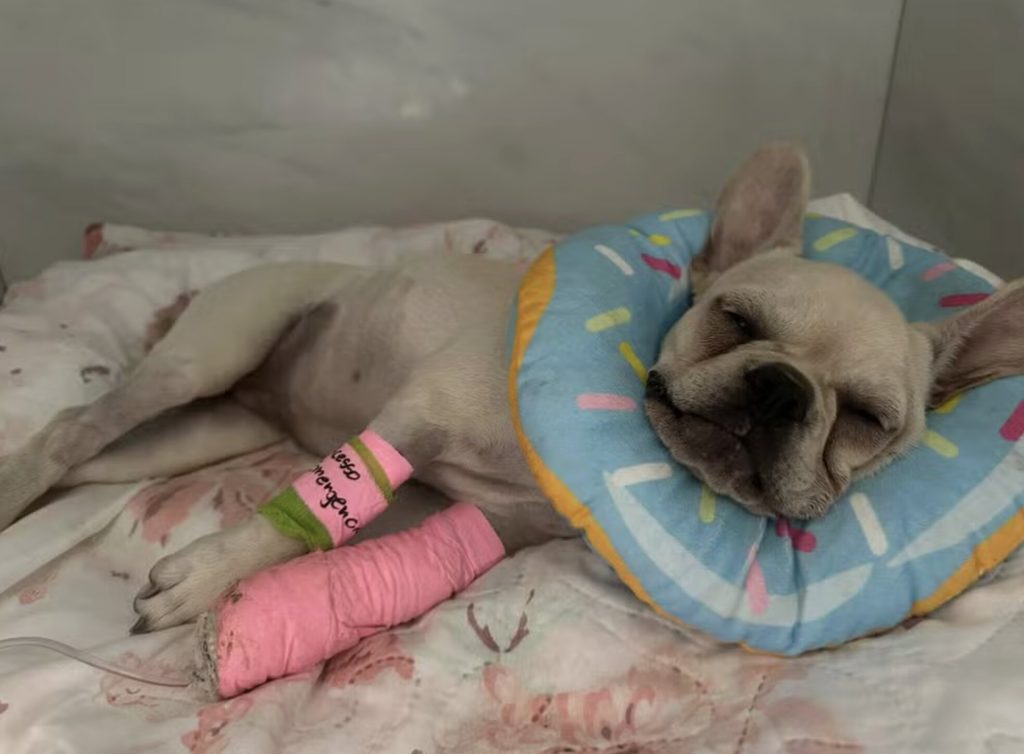 A three-month-old French bulldog swallowed 55 crack cocaine rocks, leading to her owner's arrest for drug trafficking and animal cruelty in Brazil.