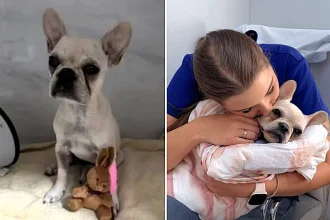 A three-month-old French bulldog swallowed 55 crack cocaine rocks, leading to her owner's arrest for drug trafficking and animal cruelty in Brazil.