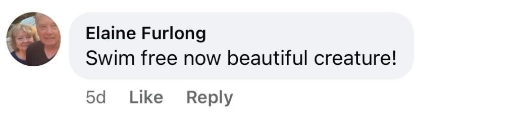 Social media comment on the post of A 'feisty' seal was rescued from near-strangulation on a Nantucket beach after getting tangled in discarded twine, with heroic marine mammal workers pinning down the squealing animal to snip it free before it bolted back to the sea.