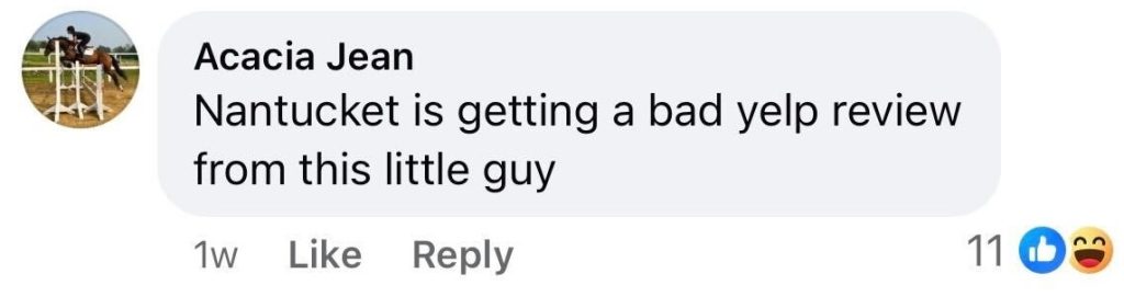 Social media comment on the post of A 'feisty' seal was rescued from near-strangulation on a Nantucket beach after getting tangled in discarded twine, with heroic marine mammal workers pinning down the squealing animal to snip it free before it bolted back to the sea.