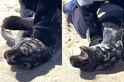 A 'feisty' seal was rescued from near-strangulation on a Nantucket beach after getting tangled in discarded twine, with heroic marine mammal workers pinning down the squealing animal to snip it free before it bolted back to the sea.