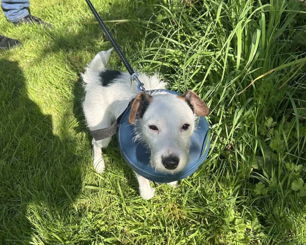 A terrier buried alive in a rabbit warren for two days was dug to safety in East Yorkshire after her owners heard whimpering and spent 25 minutes frantically digging her free.