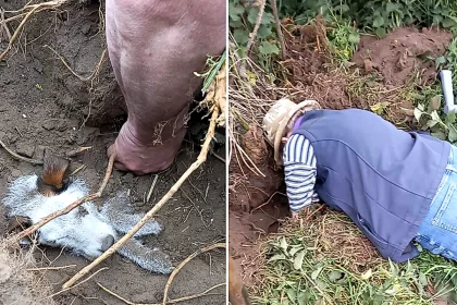 A terrier buried alive in a rabbit warren for two days was dug to safety in East Yorkshire after her owners heard whimpering and spent 25 minutes frantically digging her free.