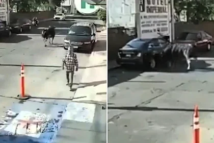 Bull goes berserk after falling off the back of a moving truck - ramming cars and motorcycles in a panicked rampage through a Mexican street.