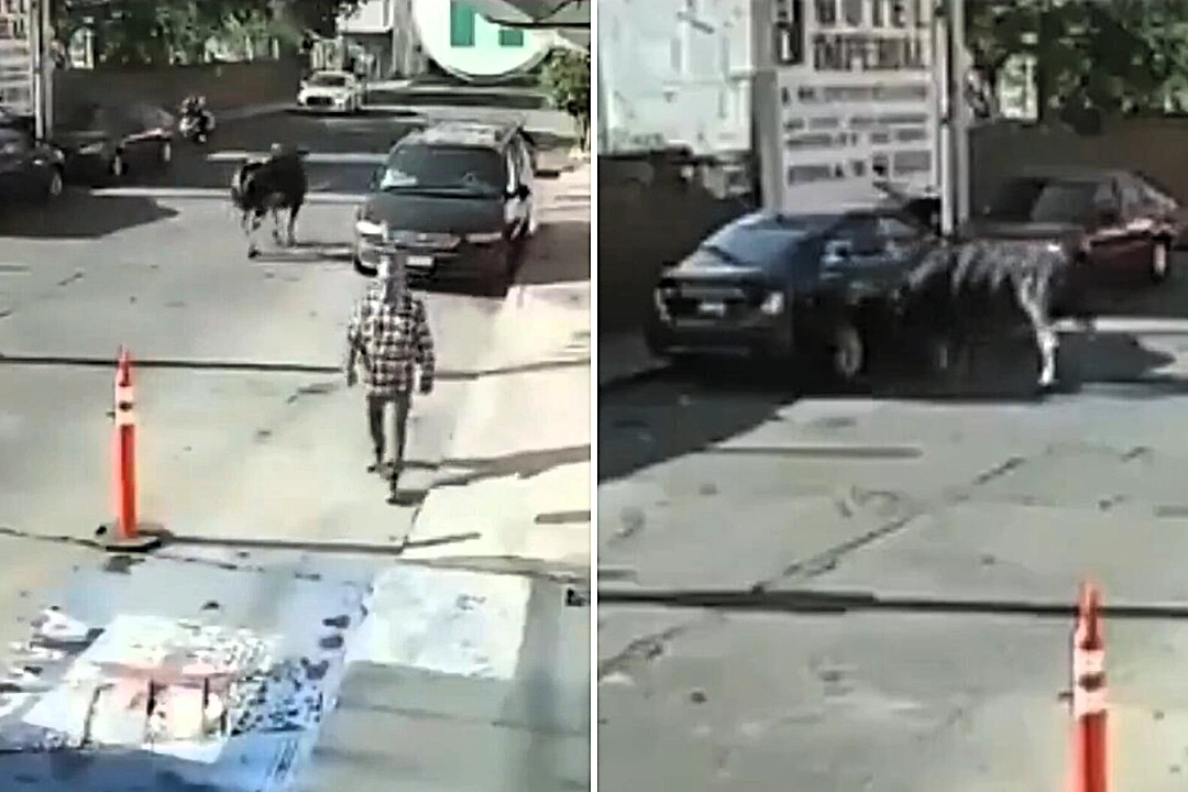 Bull goes berserk after falling off the back of a moving truck - ramming cars and motorcycles in a panicked rampage through a Mexican street.