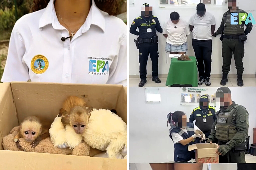 Couple caught smuggling monkeys in their underwear at the airport - with one tiny primate tragically suffocating to death during the disturbing trafficking attempt.