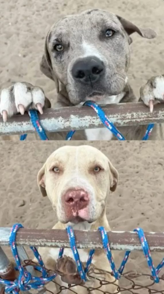Dog owner Linda Cutler allegedly faked heart attack during arrest after her two pets mauled neighbour, 50, to death while she was staying at a beach hotel.