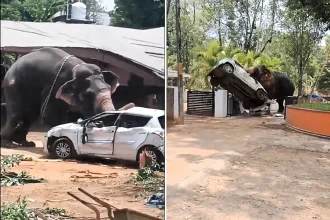 A temple elephant in India killed a lorry driver and injured its handler before going on a two-hour rampage, overturning cars and charging through streets before being tranquillised.