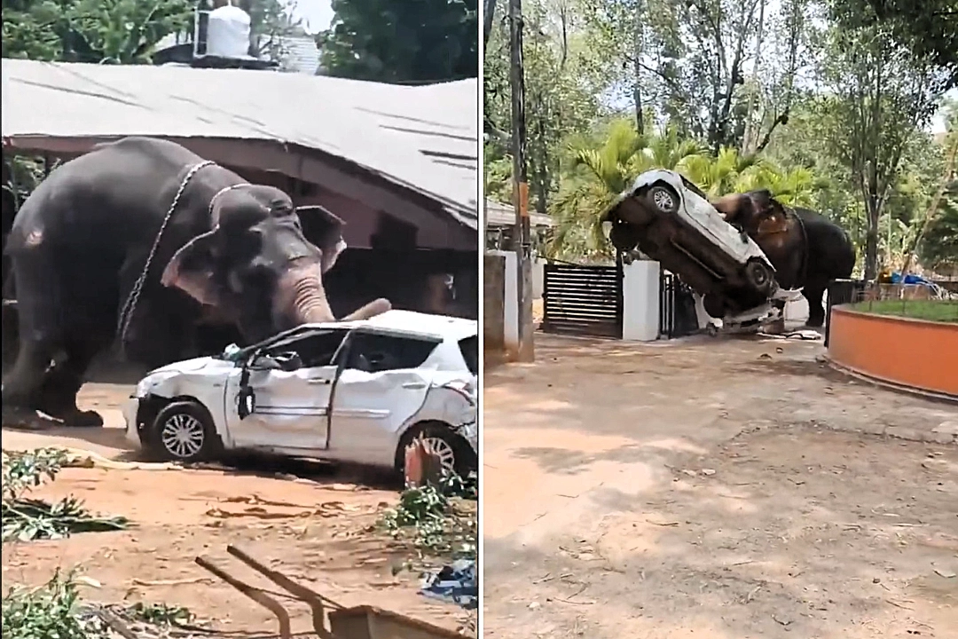 A temple elephant in India killed a lorry driver and injured its handler before going on a two-hour rampage, overturning cars and charging through streets before being tranquillised.