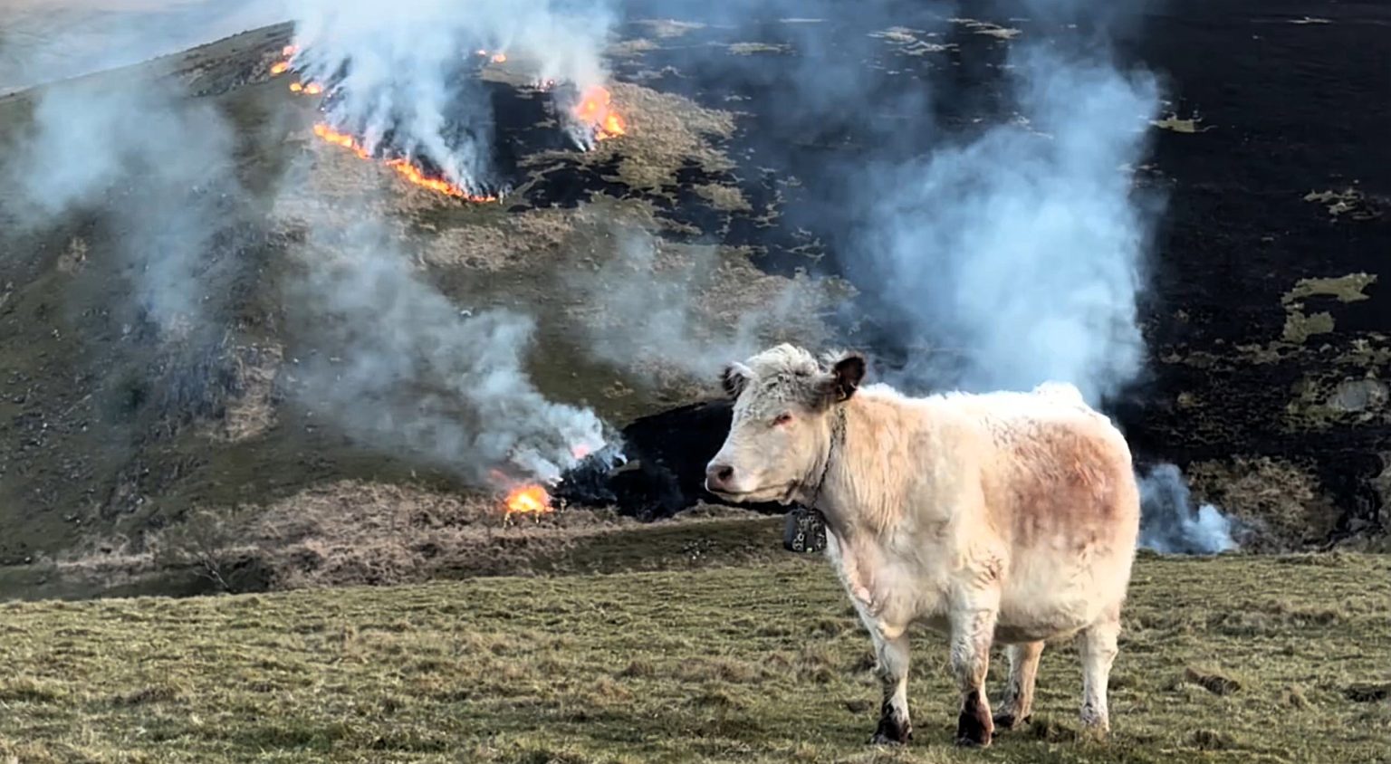 A Welsh farmer was stunned when wildfires swept across her land in the Elan Valley despite the wettest winter on record, with flames travelling five miles to reach her fields.