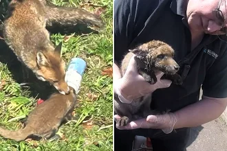 Desperate fox cub is reunited with its terrified mum after spending hours trapped with its head stuck inside a plastic Horlicks jar - and you'll love the rescue.