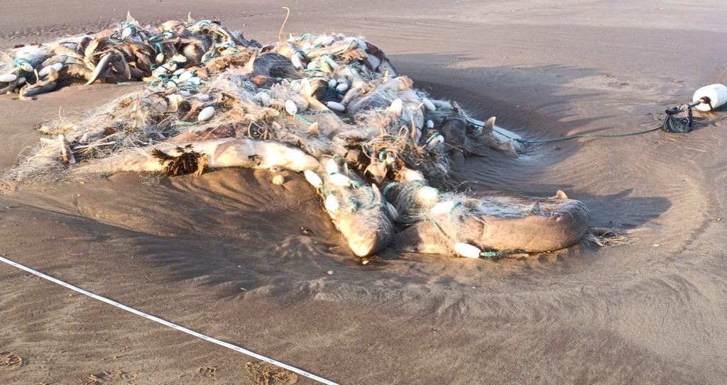 Around 200 critically endangered Tope sharks found dead tangled in abandoned fishing net washed up on Welsh beach in horrifying discovery by dog walker at country park.