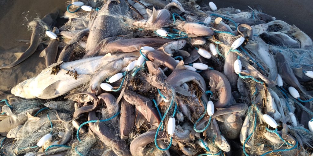 Around 200 critically endangered Tope sharks found dead tangled in abandoned fishing net washed up on Welsh beach in horrifying discovery by dog walker at country park.