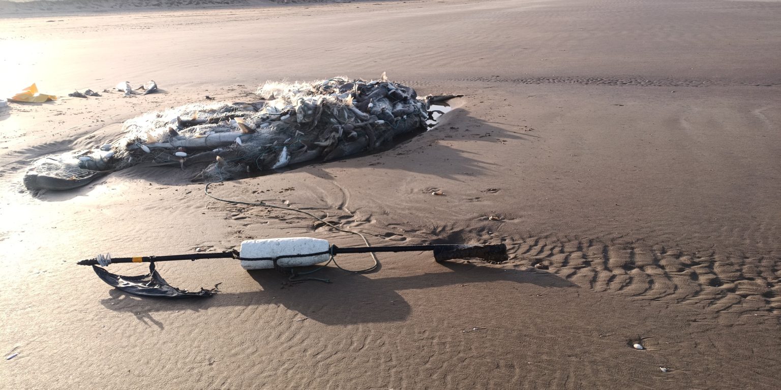Around 200 critically endangered Tope sharks found dead tangled in abandoned fishing net washed up on Welsh beach in horrifying discovery by dog walker at country park.