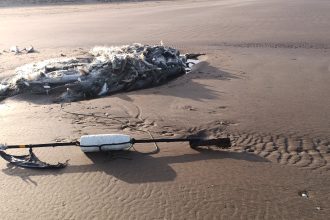 Around 200 critically endangered Tope sharks found dead tangled in abandoned fishing net washed up on Welsh beach in horrifying discovery by dog walker at country park.