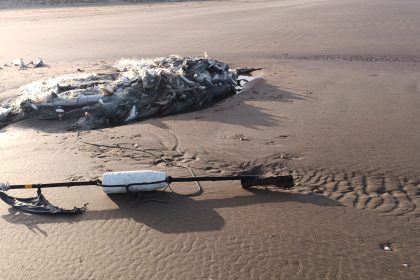 Around 200 critically endangered Tope sharks found dead tangled in abandoned fishing net washed up on Welsh beach in horrifying discovery by dog walker at country park.