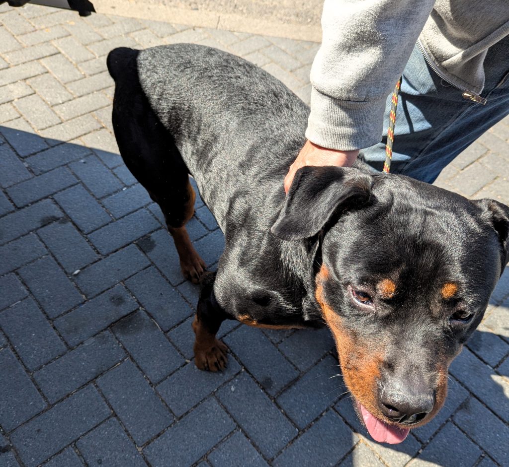 Cruel Welwyn Garden City owner Malik Zoubiri, 31, banned from keeping animals for five years after horrific abuse of pet Rottweiler Dyson, who was sadly put down.