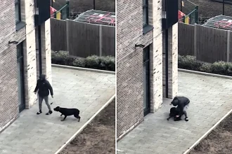 Cruel Welwyn Garden City owner Malik Zoubiri, 31, banned from keeping animals for five years after horrific abuse of pet Rottweiler Dyson, who was sadly put down.