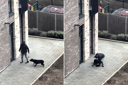 Cruel Welwyn Garden City owner Malik Zoubiri, 31, banned from keeping animals for five years after horrific abuse of pet Rottweiler Dyson, who was sadly put down.