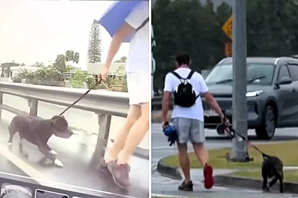 A man was charged with animal cruelty after footage of a terrified dog cowering from him on Australia's Gold Coast went viral, sparking outrage and urgent calls for action online.