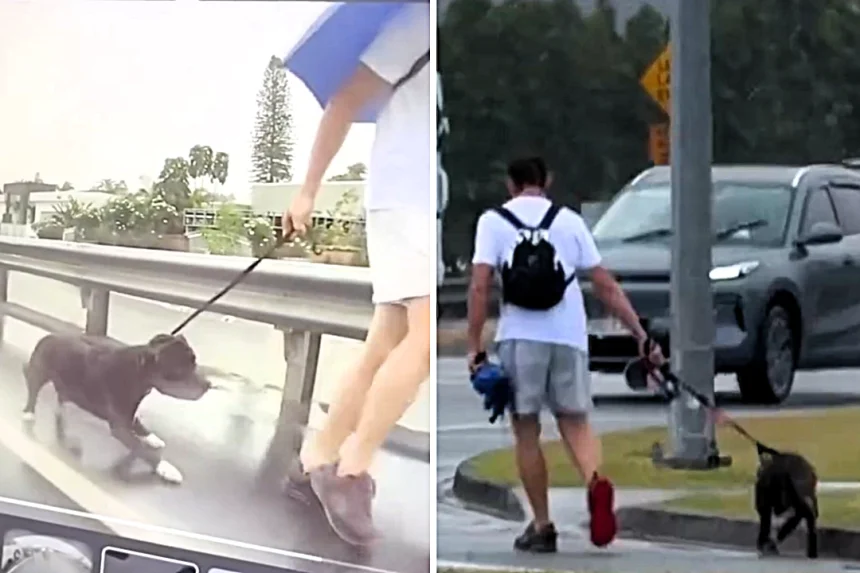 A man was charged with animal cruelty after footage of a terrified dog cowering from him on Australia's Gold Coast went viral, sparking outrage and urgent calls for action online.