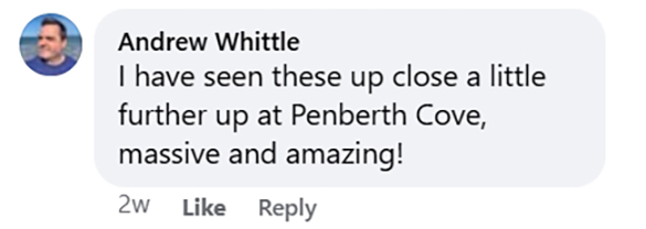 Social media comment on the post of Menacing looking shark is seen patrolling a popular British harbour - cruising in the clear blue waters and leaving onlookers absolutely stunned by the sight.