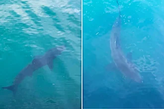 Menacing looking shark is seen patrolling a popular British harbour - cruising in the clear blue waters and leaving onlookers absolutely stunned by the sight.