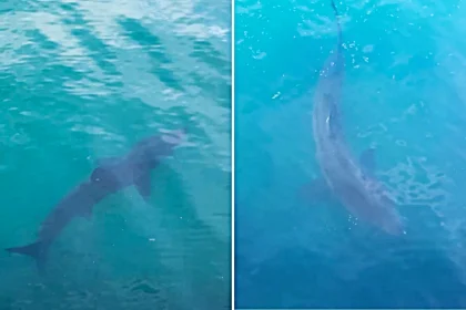 Menacing looking shark is seen patrolling a popular British harbour - cruising in the clear blue waters and leaving onlookers absolutely stunned by the sight.