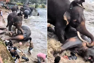 Indian tourist Tulasi, 33, crushed to death by feuding elephants at Dubare Elephant Camp in Coorg as her husband narrowly escaped clutching their baby daughter.