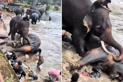 Indian tourist Tulasi, 33, crushed to death by feuding elephants at Dubare Elephant Camp in Coorg as her husband narrowly escaped clutching their baby daughter.