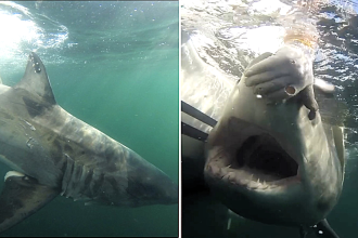 A nine-foot great white shark named Nori has been spotted lurking off the New Jersey coast during its annual northward migration, with researchers tracking its movements via satellite.