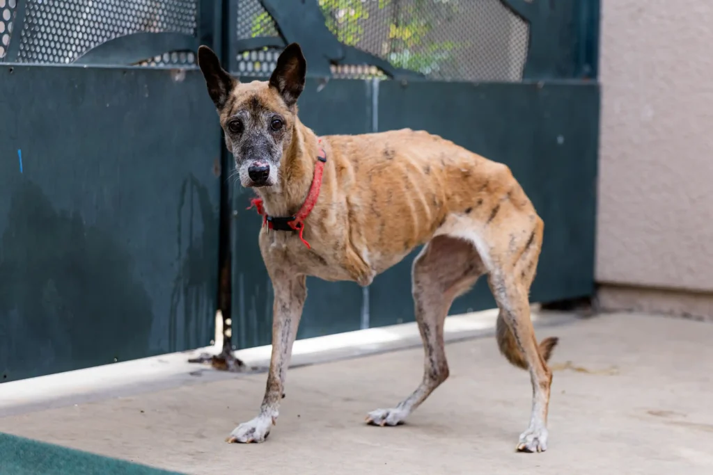 More than 500 animals including cats, horses and dogs have been rescued from a California property where they were found malnourished, emaciated and suffering from untreated wounds and infections.