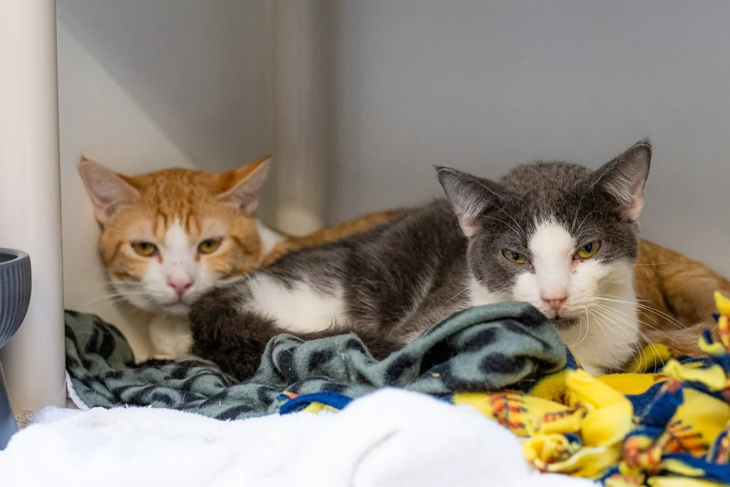 More than 500 animals including cats, horses and dogs have been rescued from a California property where they were found malnourished, emaciated and suffering from untreated wounds and infections.