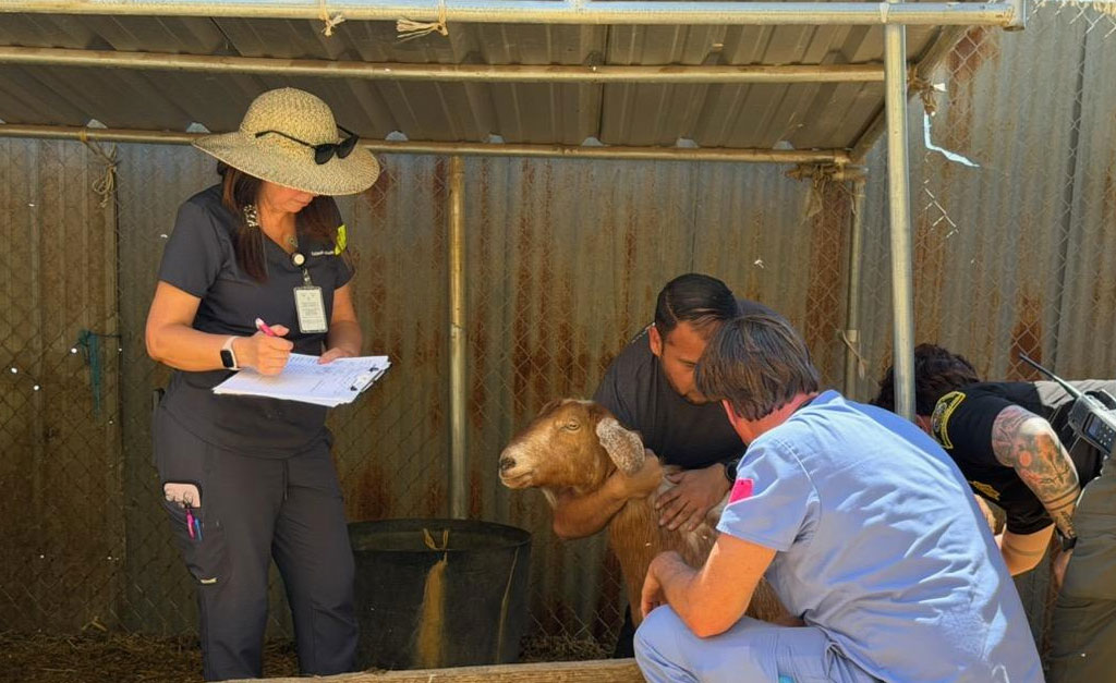 More than 500 animals including cats, horses and dogs have been rescued from a California property where they were found malnourished, emaciated and suffering from untreated wounds and infections.