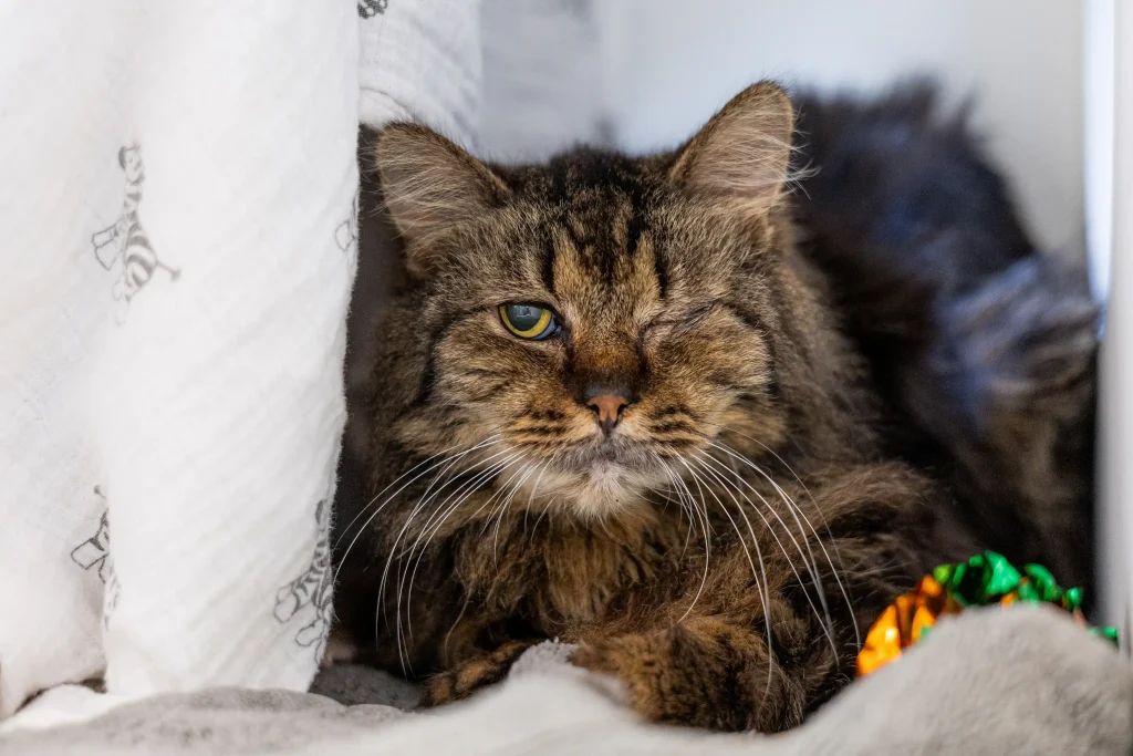 More than 500 animals including cats, horses and dogs have been rescued from a California property where they were found malnourished, emaciated and suffering from untreated wounds and infections.