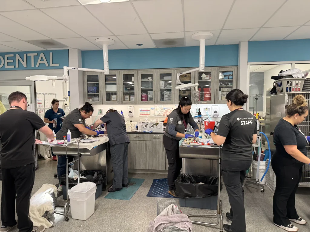 More than 500 animals including cats, horses and dogs have been rescued from a California property where they were found malnourished, emaciated and suffering from untreated wounds and infections.