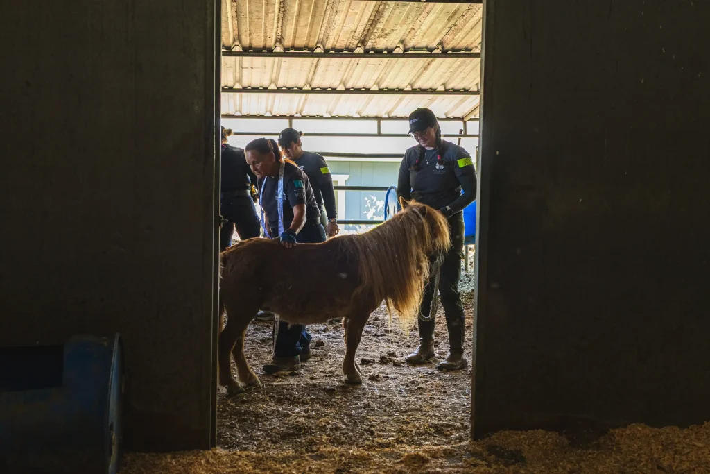 More than 500 animals including cats, horses and dogs have been rescued from a California property where they were found malnourished, emaciated and suffering from untreated wounds and infections.