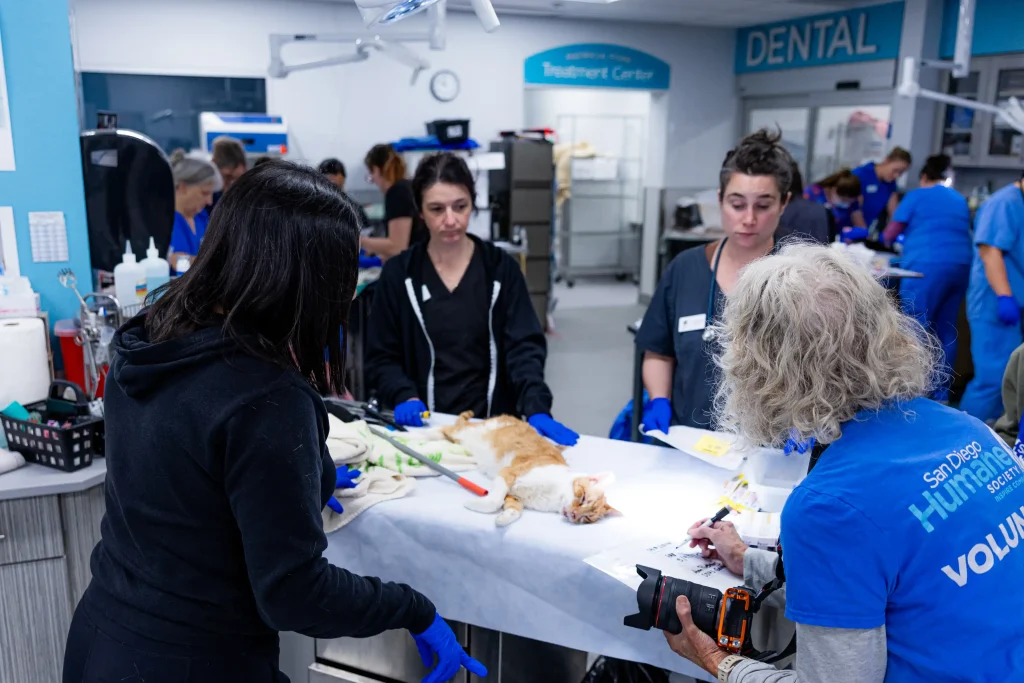 More than 500 animals including cats, horses and dogs have been rescued from a California property where they were found malnourished, emaciated and suffering from untreated wounds and infections.