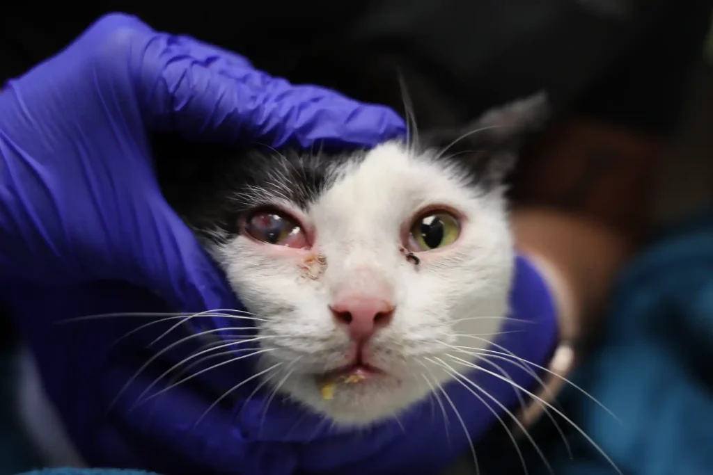 More than 500 animals including cats, horses and dogs have been rescued from a California property where they were found malnourished, emaciated and suffering from untreated wounds and infections.