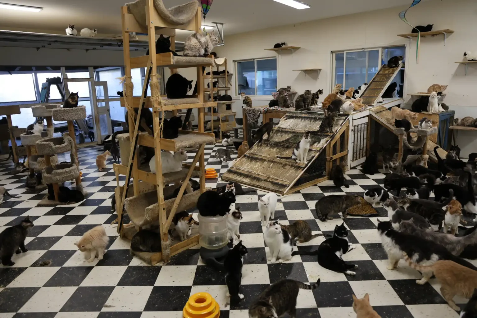 More than 500 animals including cats, horses and dogs have been rescued from a California property where they were found malnourished, emaciated and suffering from untreated wounds and infections.