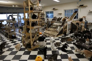 More than 500 animals including cats, horses and dogs have been rescued from a California property where they were found malnourished, emaciated and suffering from untreated wounds and infections.