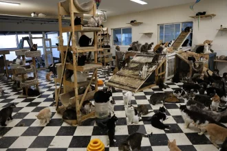 More than 500 animals including cats, horses and dogs have been rescued from a California property where they were found malnourished, emaciated and suffering from untreated wounds and infections.