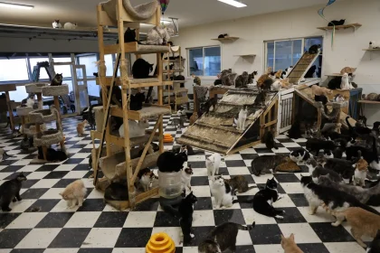 More than 500 animals including cats, horses and dogs have been rescued from a California property where they were found malnourished, emaciated and suffering from untreated wounds and infections.