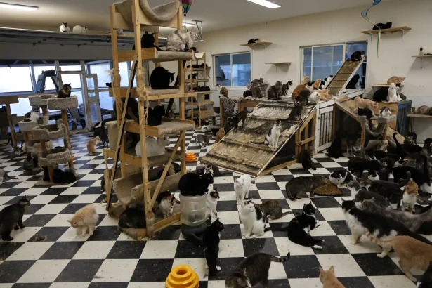 More than 500 animals including cats, horses and dogs have been rescued from a California property where they were found malnourished, emaciated and suffering from untreated wounds and infections.