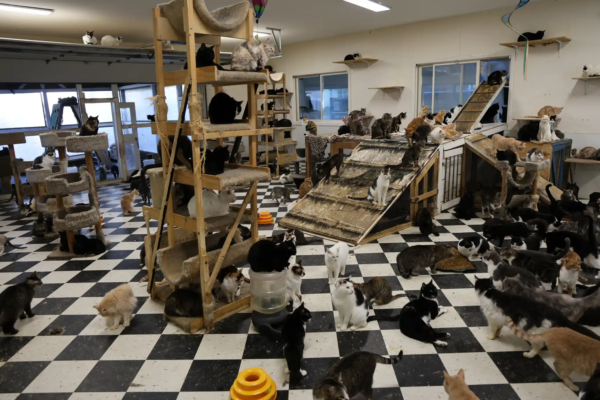 More than 500 animals including cats, horses and dogs have been rescued from a California property where they were found malnourished, emaciated and suffering from untreated wounds and infections.