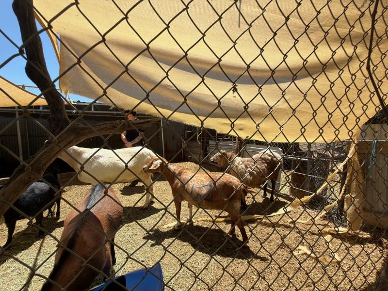 More than 500 animals including cats, horses and dogs have been rescued from a California property where they were found malnourished, emaciated and suffering from untreated wounds and infections.